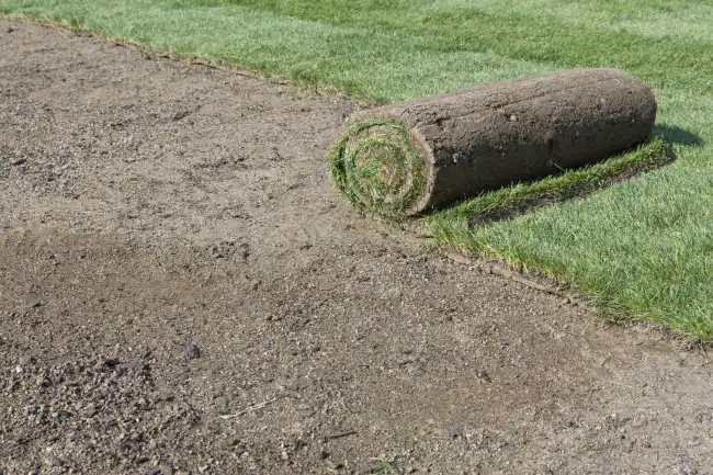 How long after installing sod can you walk on it in Edinburg, TX