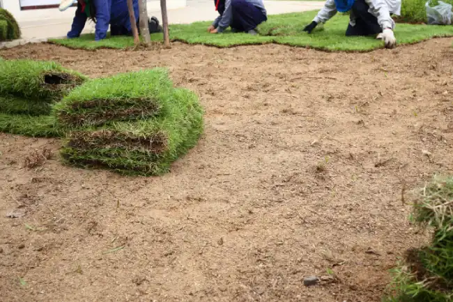 How long after installing sod can you walk on it in Edinburg, TX