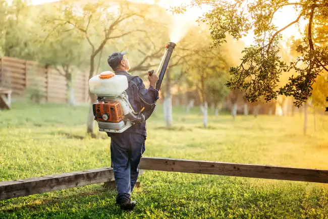 How often should you fertilize your lawn in Edinburg, TX