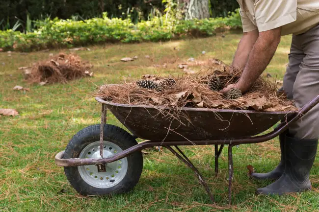 How to clear a yard full of weeds in Edinburg, TX