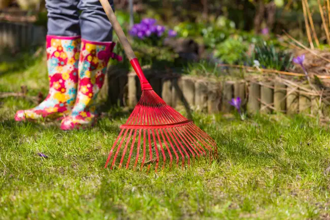 How to clear a yard full of weeds in Edinburg, TX