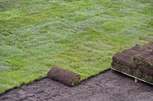 How to lay sod over existing lawn in Edinburg, TX