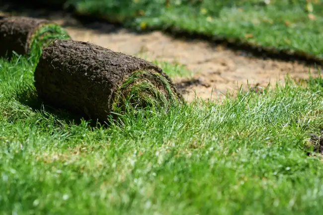 How to lay sod over existing lawn in Edinburg, TX