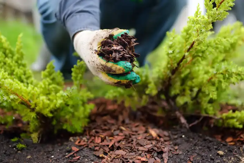 Reliable mulching in Edinburg, TX