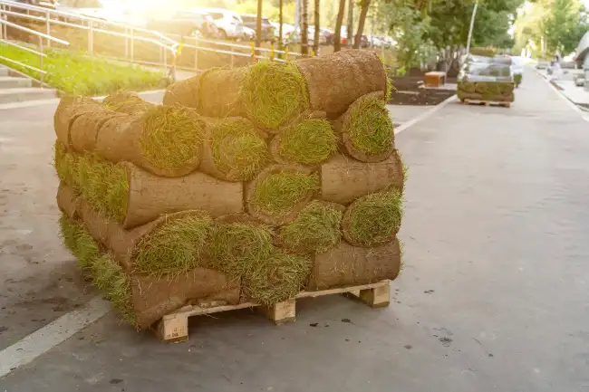 Affordable sod installation-in Edinburg, TX